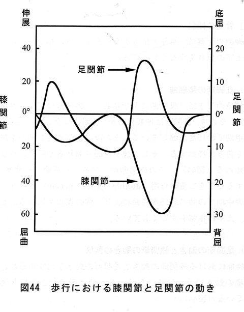 図44歩行におげる膝関節と足関節の動き