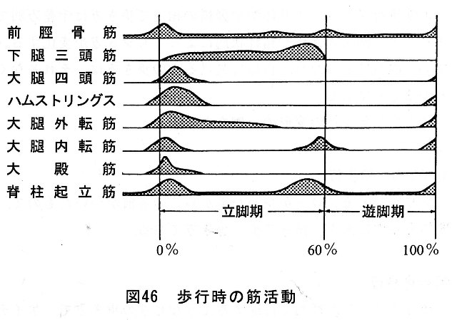図46歩杵，時の筋動